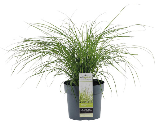 Ozdobnica čínska zakrpatená FloraSelf Miscanthus sinensis ‚Cute One‘ 10-30 cm kvetináč 3 l