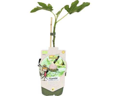 Figovník v kvetináči s opornou tyčou