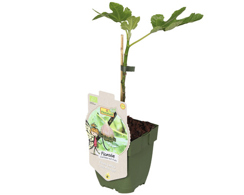 Figovník obyčajný v kvetináči s oporným kolíkom