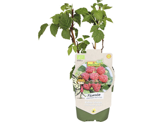 Malina Rubus idaeus Little Sweet Sister v kvetináči