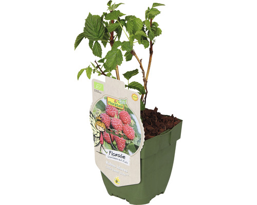 Rastlina maliny v kvetináči