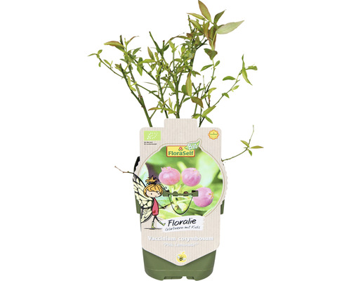 Čučoriedkový ker ''Pink Lemonade'' v kvetináči