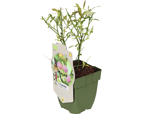 Čučoriedková rastlina v kvetináči s etiketou FloraSelf