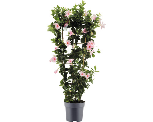 Mandevila dipladenia na špalieri FloraSelf Dipladenia mandevilla hybrid celková výška cca 100 cm kvetináč Ø 21 cm ružová