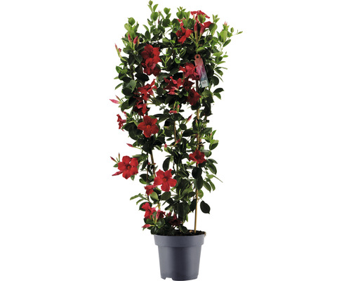 Mandevila dipladenia na špalieri FloraSelf Dipladenia mandevilla hybrid celková výška cca 100 cm kvetináč Ø 21 cm červená