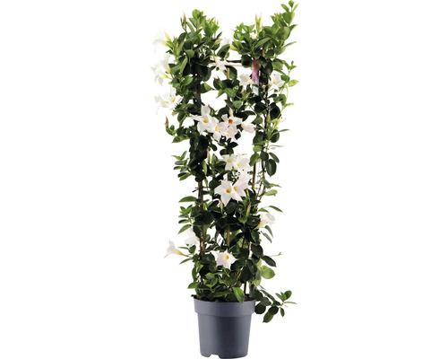 Mandevila dipladenia na špalieri FloraSelf Dipladenia mandevilla hybrid celková výška cca 100 cm kvetináč Ø 21 cm biela