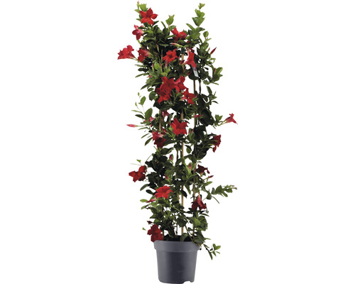 Dipladénia špalier FloraSelf Dipladenia mandevilla hybrid celková výška cca 100 cm kvetináč Ø 21 cm červená