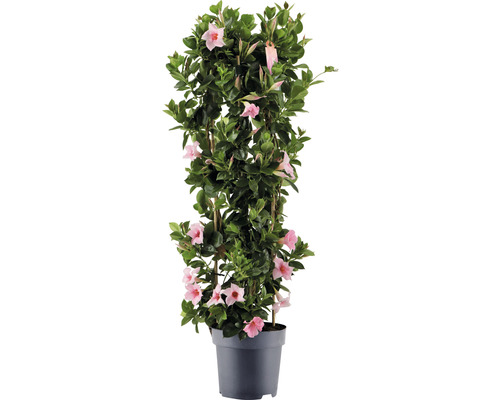 Mandevila dipladenia FloraSelf Dipladenia mandevilla hybrid celková výška cca 100 cm kvetináč Ø 21 cm ružová