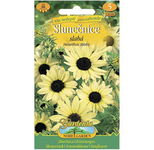 Balenie semien slnečnice Helianthus debilis