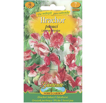 Balenie semien hrachora voňavého