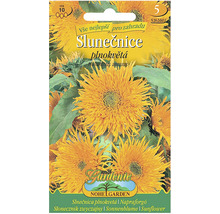 Balenie semien slnečnice pre plnokveté slnečnice