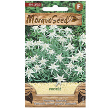 Moravo Seed balenie semien plesnivca alpínskeho