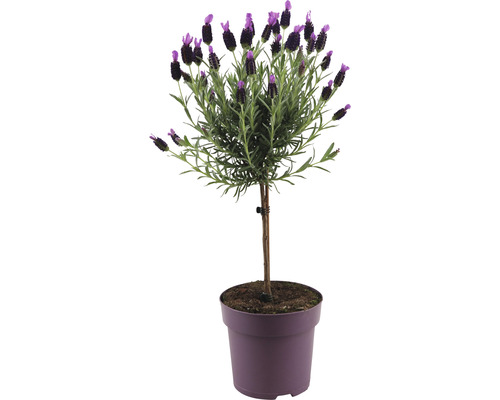 Levanduľa korunkatá na kmienku FloraSelf Lavandula stoechas 'Anouk' výška 40-50 cm kvetináč Ø 15 cm