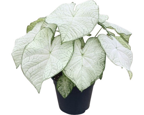 Izbová rastlina Caladium v kvetináči