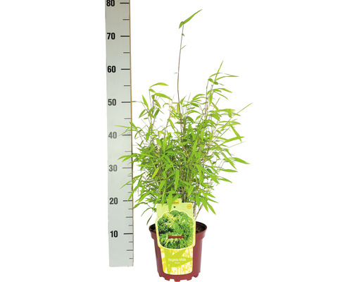 Bambus Fargesia nitida v kvetináči s uvedením veľkosti