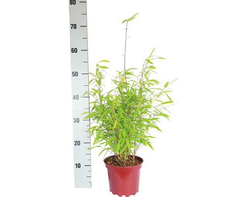 Bambus v kvetináči, meraný meracou tyčou