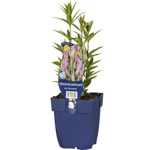 Veronicastrum virginicum ''Fascination'' v kvetináči