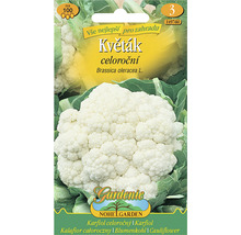 Balenie semien karfiolu na pestovanie karfiolu v záhrade