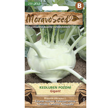 Balenie semien kalerábu Gigant