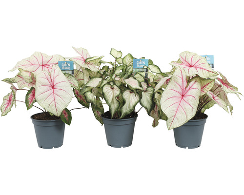 Tri rastliny Caladium v kvetináčoch