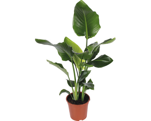 Strelícia Nikolaj FloraSelf Strelitzia Nicolai výška 90-100 cm kvetináč Ø 21 cm Strelicie v kvetináči