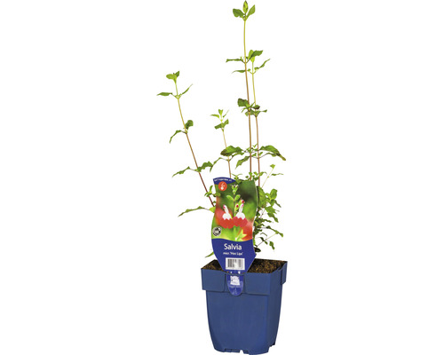 Šalvia malolistá FloraSelf Salvia microphylla 'Hot Lips' výška 5-20 cm kvetináč 0,5 l Šalvia rastlina v kvetináči