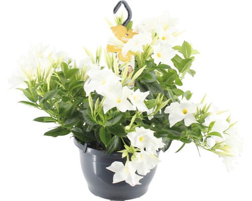 Mandevila dipladenia FloraSelf Dipladenia mandevilla 'Summerstar'® v závesnom kvetináči Ø 25 cm biela