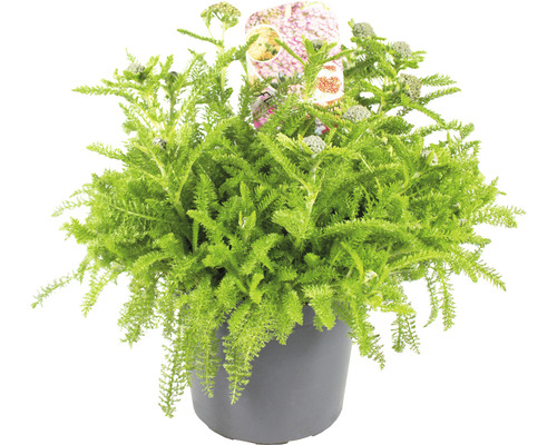 Rebríček červený FloraSelf Achillea millefolium 'Desert Eve' V 5-25 cm kvetináč 3 l