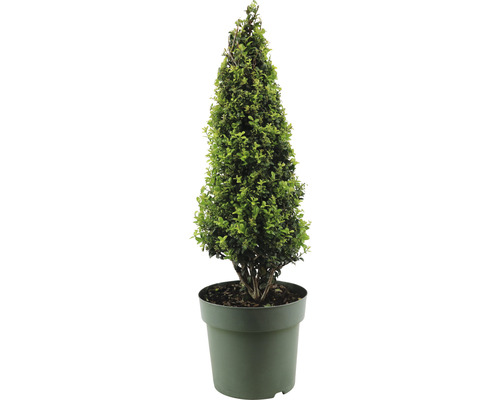 Cezmína vrúbkovaná pyramída Ilex crenata 'Caroline Upright' 50-55 cm kvetináč 3,5 l samičia odroda