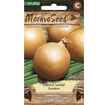 Balenie semien jarnej cibule