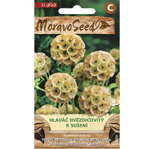 Balíček semien hviezdice kolíčkovitej od Moravo Seed