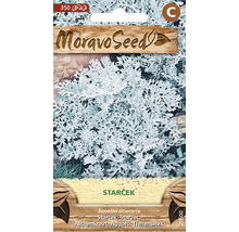 Semená starčeka v sáčkoch so semenami od Moravoseed