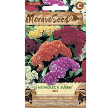 Balenie semien kvetov Moravo Seed Nevadlec pre suché kvetiny