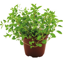 Oregano v kvetináči