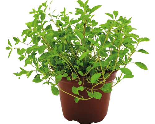 Oregano v kvetináči