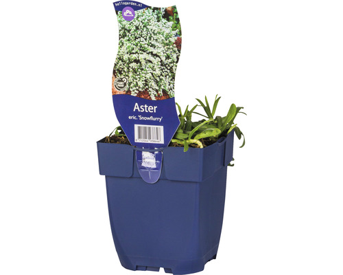 Astra vresovcová FloraSelf Aster ericoides 'Snowflurry' výška 5-20 cm kvetináč 0,5 l Aster eric. ''Snowflurry'' rastlina v kvetináči
