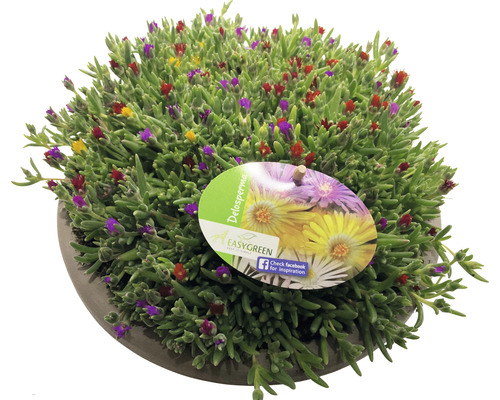 Rastlina Delosperma s kvetmi v kvetináči