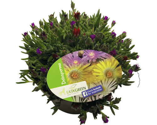 Rastlina Delosperma v kvetináči s etiketou