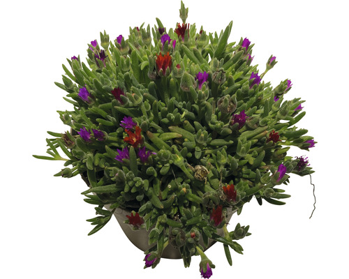 Rastlina Delosperma Cooperi v kvetináči s červenými a fialovými kvetmi