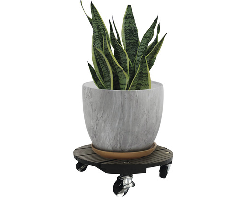 Izbová rastlina v kvetináči na kolieskach