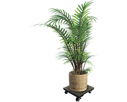 Izbová rastlina v košíku na kolieskach