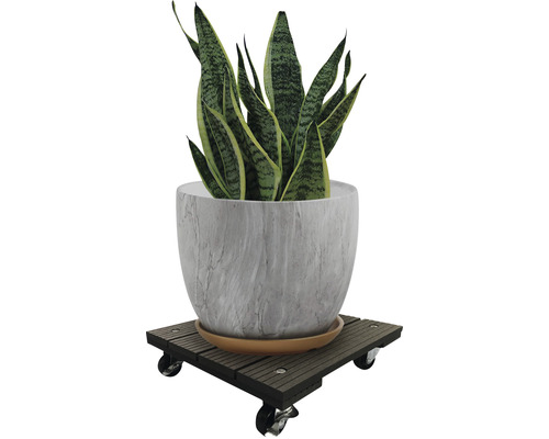 Izbová rastlina v kvetináči na kolieskovom podstavci