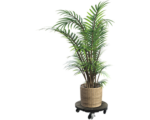 Izbová rastlina v košíku na kolieskovej podložke