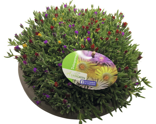 Kosmatec, poludňovka mix FloraSelf Delosperma výška 5-15 cm miska Ø 25 cm 1 ks, rôzne druhy