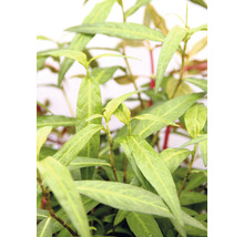 Vietnamský koriander rastlina so zelenými listami