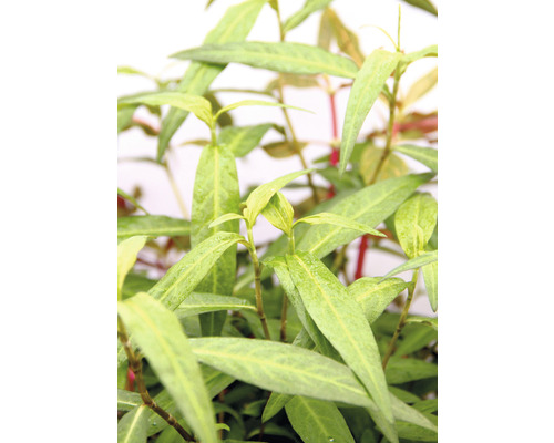 Vietnamský koriander rastlina so zelenými listami