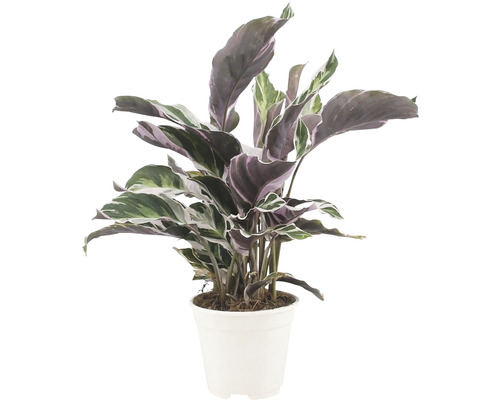 Kalatea FloraSelf Calathea Fusion White výška cca 40 cm kvetináč Ø 14 cm