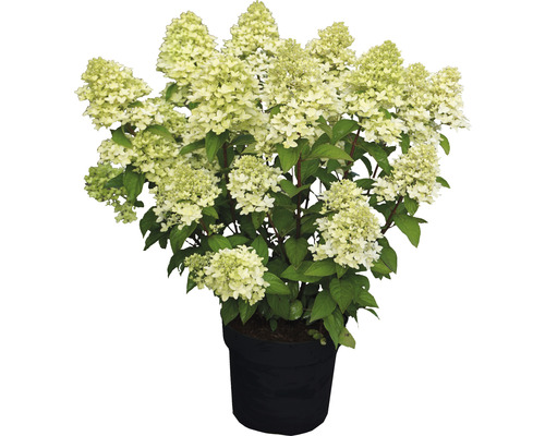 Hortenzia metlinatá FloraSelf Hydrangea paniculata 'Magical Candle' ® 50-60 cm kvetináč 5 l