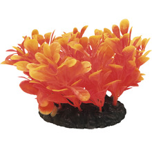 Dekoratívna akvarijná rastlina s kamennou základňou