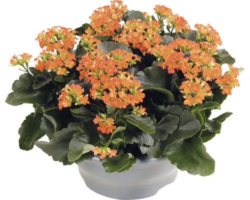 Kolopejka vďačná oranžová FloraSelf Kalanchoe blosfeldiana 15-20 cm plastová miska Ø 23 cm